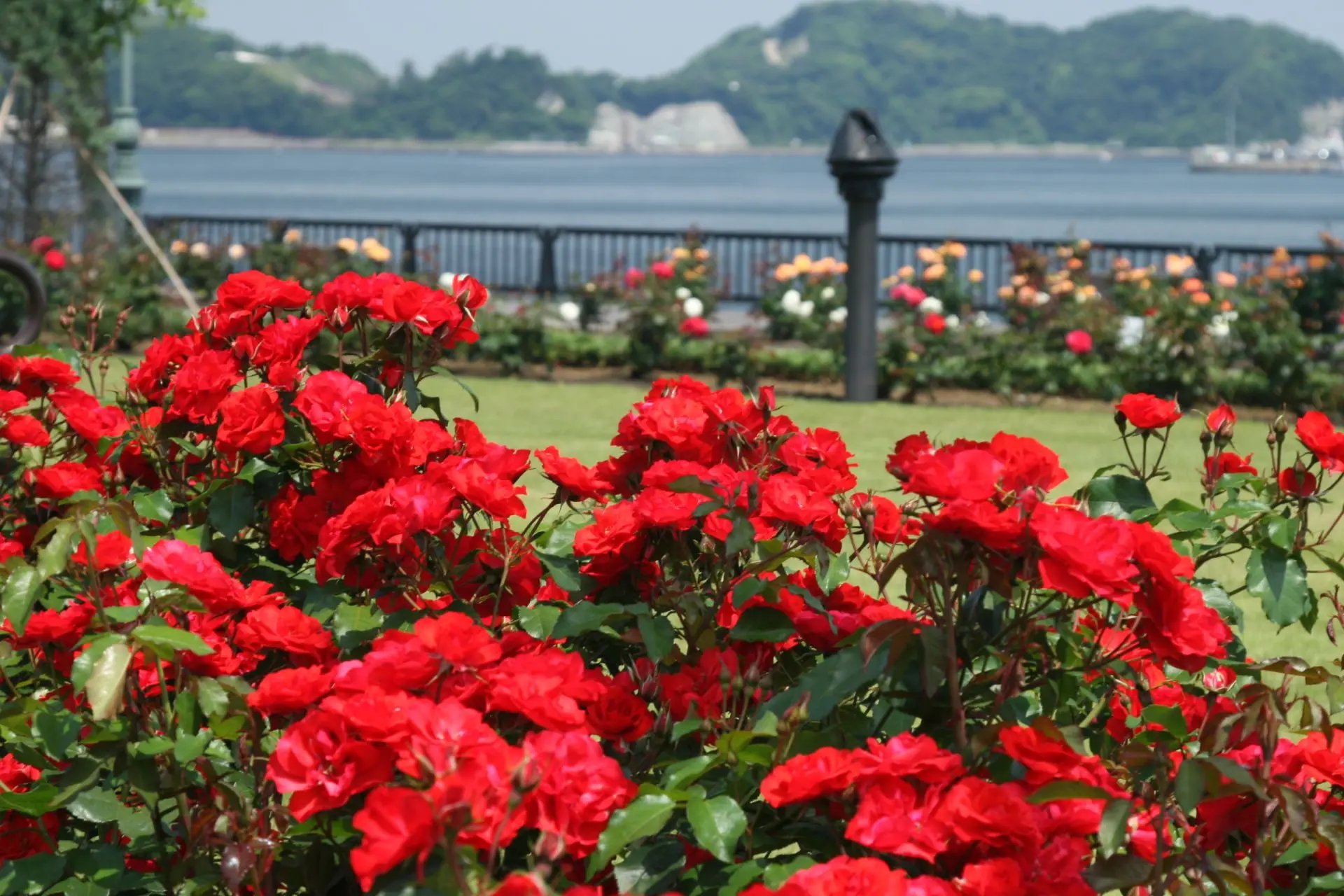 🌹 베르니 공원(베르니 코엔) 이미지 9